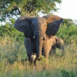 Phinda Vlei Lodge, Phinda Forest Lodge, safari at Phinda, best safaris in Kwazulu-Natal, Phinda Rock Lodge, Phinda Mountain Lodge, And Beyond South Africa