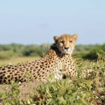 Phinda Vlei Lodge, Phinda Forest Lodge, safari at Phinda, best safaris in Kwazulu-Natal, Phinda Rock Lodge, Phinda Mountain Lodge, And Beyond South Africa