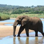 iMfolozi Wilderness Trails, Umfolozi trails, Hluhluwe-Imfolozi, Kruger Park Wilderness Trails, Wolhuter Trail, Primitive Trail, Explorer Trail, Base Camp Trail, Gary Player Wilderness Trails