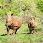 iMfolozi Wilderness Trails, Umfolozi trails, Hluhluwe-Imfolozi, Kruger Park Wilderness Trails, Wolhuter Trail, Primitive Trail, Explorer Trail, Base Camp Trail, Gary Player Wilderness Trails