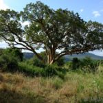 iMfolozi Wilderness Trails, Umfolozi trails, Hluhluwe-Imfolozi, Kruger Park Wilderness Trails, Wolhuter Trail, Primitive Trail, Explorer Trail, Base Camp Trail, Gary Player Wilderness Trails