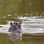 Luvuvhu Discovery Trail, Pafuri Walking Trails, Kruger National Park, Return Africa, Walking safaris in South Africa, Wilderness Trails