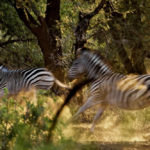 Luvuvhu Discovery Trail, Pafuri Walking Trails, Kruger National Park, Return Africa, Walking safaris in South Africa, Wilderness Trails