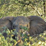 Luvuvhu Discovery Trail, Pafuri Walking Trails, Kruger National Park, Return Africa, Walking safaris in South Africa, Wilderness Trails