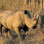 Pafuri Walking Trails, Wilderness Trails, Walking in the Kruger Park, Luvuvhu, Return Africa, Walking Safaris in South Africa