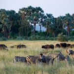 Pafuri Walking Trails, Wilderness Trails, Walking in the Kruger Park, Luvuvhu, Return Africa, Walking Safaris in South Africa