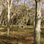 Pafuri Walking Trails, Wilderness Trails, Walking in the Kruger Park, Luvuvhu, Return Africa, Walking Safaris in South Africa