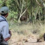 Pafuri Walking Trails, Wilderness Trails, Walking in the Kruger Park, Luvuvhu, Return Africa, Walking Safaris in South Africa