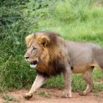 Pafuri Walking Trails, Wilderness Trails, Walking in the Kruger Park, Luvuvhu, Return Africa, Walking Safaris in South Africa