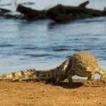 Pafuri Walking Trails, Wilderness Trails, Walking in the Kruger Park, Luvuvhu, Return Africa, Walking Safaris in South Africa