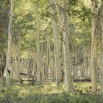 Luvuvhu Discovery Trail, Pafuri Walking Trails, Fever Tree Forest, Kruger National Park