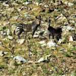 Tierkloof Trail, Hiking in the Gamkaberg, Cape Hiking Trails, Slackpacking Trails, Hikes in the Klein Karoo