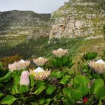 Disa Gorge, Climb Table Mountain, Orangekloof, Hiking in Cape Town