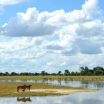 Footsteps Across The Delta, Footsteps Camp, Ker and Downey Botswana, Walking Safaris in Botswana, Walk in the Okavango, Shinde Camp, Okuti, Kanana Camp