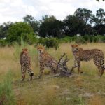 Footsteps Across The Delta, Footsteps Camp, Ker and Downey Botswana, Walking Safaris in Botswana, Walk in the Okavango, Shinde Camp, Okuti, Kanana Camp