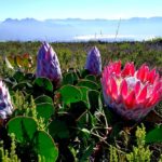 Green Mountain Trail, Cape Protea