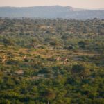 Walk Mashatu, walking safaris in Botswana, Stuart Quinn, walking safari at Mashatu, Mashatu Game Reserve, Tuli Walking Trails