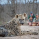 Walk Mashatu, walking safaris in Botswana, Stuart Quinn, walking safari at Mashatu, Mashatu Game Reserve, Tuli Walking Trails