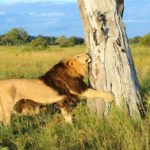 Footsteps Across The Delta, Footsteps Camp, Ker and Downey Botswana, Walking Safaris in Botswana, Walk in the Okavango, Shinde Camp, Okuti, Kanana Camp