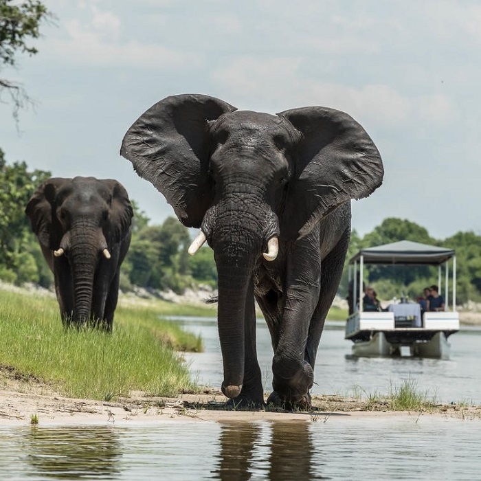 Muchenje Camp, Elephants at Chobe, Chobe River Cruise