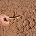 Walk Mashatu, walking safaris in Botswana, Stuart Quinn, walking safari at Mashatu, Mashatu Game Reserve, Tuli Walking Trails