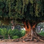 Walk Mashatu, walking safaris in Botswana, Stuart Quinn, walking safari at Mashatu, Mashatu Game Reserve, Tuli Walking Trails