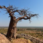 Walk Mashatu, walking safaris in Botswana, Stuart Quinn, walking safari at Mashatu, Mashatu Game Reserve, Tuli Walking Trails