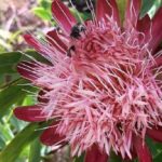 Drakensberg flowers, day hike