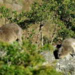Rock Hyrax, Dassie, Day Hike