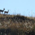 Drakensberg antelope, day hike