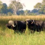 David Foot Walking Safari, Ride Botswana, Walking Safaris in Botswana, walk in the Okavango