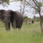 David Foot Walking Safari, Ride Botswana, Walking Safaris in Botswana, walk in the Okavango