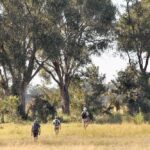 David Foot Walking Safari, Ride Botswana, Walking Safaris in Botswana, walk in the Okavango