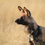 David Foot Walking Safari, Ride Botswana, Walking Safaris in Botswana, walk in the Okavango