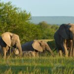 Elephants at Addo, best camps at Addo National Park