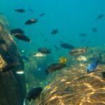 Pumulani Lodge, accommodation on Lake Malawi, safari and Lake Malawi, commbine Zambia and Malawi