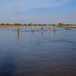 Robin Pope Mobile Walking Safari, Walking Safaris in Zambia, Walking in the South Luangwa, Walking with Jason Alfonsi, Walking trails in Africa, Nsefu camp, Nkwali Camp, best guides in Zambia