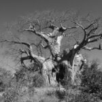 Robin Pope Mobile Walking Safari, Walking Safaris in Zambia, Walking in the South Luangwa, Walking with Jason Alfonsi, Walking trails in Africa, Nsefu camp, Nkwali Camp, best guides in Zambia