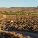 Sanbona Dwyka Tented Lodge, Dwyka camp, Sanbona Explorer Camp, Sanbona walking safari,, White Lion at Sanbona