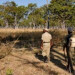 Chikoko Trails, walking safaris in Zambia, walking safari in the South Luangwa National Park, Chikoko Tree Camp, Crocodile River camp, Remote Africa Safaris