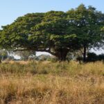 Chikoko Trails, walking safaris in Zambia, walking safari in the South Luangwa National Park, Chikoko Tree Camp, Crocodile River camp, Remote Africa Safaris