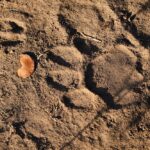 Chikoko Trails, walking safaris in Zambia, walking safari in the South Luangwa National Park, Chikoko Tree Camp, Crocodile River camp, Remote Africa Safaris