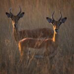 Musekese Camp, Jeffrey and McKeith Safaris, Walking Safaris in Kafue, Best camps in Kafue