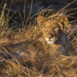 Musekese Camp, Jeffrey and McKeith Safaris, Walking Safaris in Kafue, Best camps in Kafue