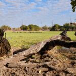 Mwaleshi Camp, walking safaris in Zambia, walking in the North Luangwa National Park, Remote Africa Safaris, Takwela Camp