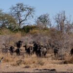 Mwaleshi Camp, walking safaris in Zambia, walking in the North Luangwa National Park, Remote Africa Safaris, Takwela Camp