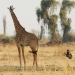 Chikoko Trails, walking safaris in Zambia, walking safari in the South Luangwa National Park, Chikoko Tree Camp, Crocodile River camp, Remote Africa Safaris