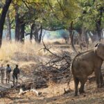 Chikoko Trails, walking safaris in Zambia, walking safari in the South Luangwa National Park, Chikoko Tree Camp, Crocodile River camp, Remote Africa Safaris