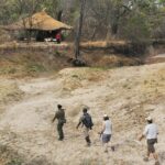 Chikoko Trails, walking safaris in Zambia, walking safari in the South Luangwa National Park, Chikoko Tree Camp, Crocodile River camp, Remote Africa Safaris