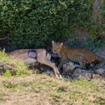 Tafika Camp, Accommodation in the South Luangwa National Park, best camps in Zambia, remote Africa Safaris, walking safaris in Zambia